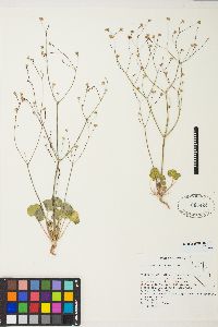 Eriogonum rubricaule image