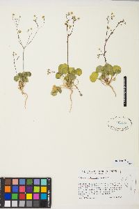 Eriogonum rubricaule image