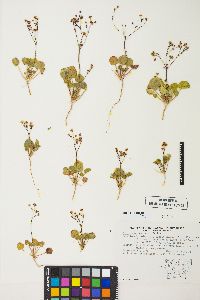 Eriogonum rubricaule image