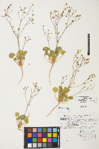 Eriogonum rubricaule image