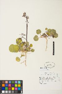 Eriogonum rubricaule image