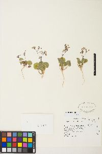 Eriogonum rubricaule image