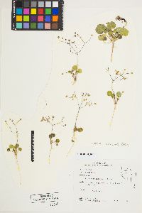 Eriogonum rubricaule image