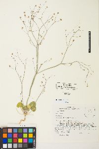 Eriogonum rubricaule image