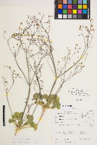 Eriogonum rubricaule image