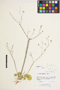 Eriogonum rubricaule image