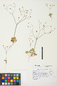 Eriogonum rubricaule image