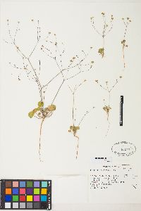 Eriogonum rubricaule image