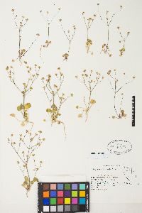 Eriogonum rubricaule image