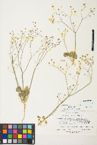 Eriogonum rubricaule image