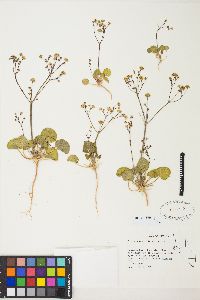 Eriogonum rubricaule image