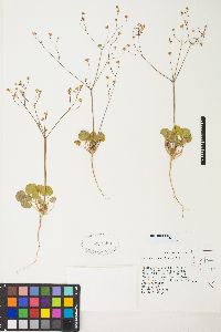 Eriogonum rubricaule image