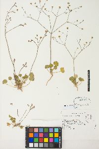 Eriogonum rubricaule image