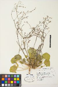 Eriogonum rubricaule image