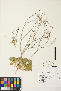 Eriogonum rubricaule image