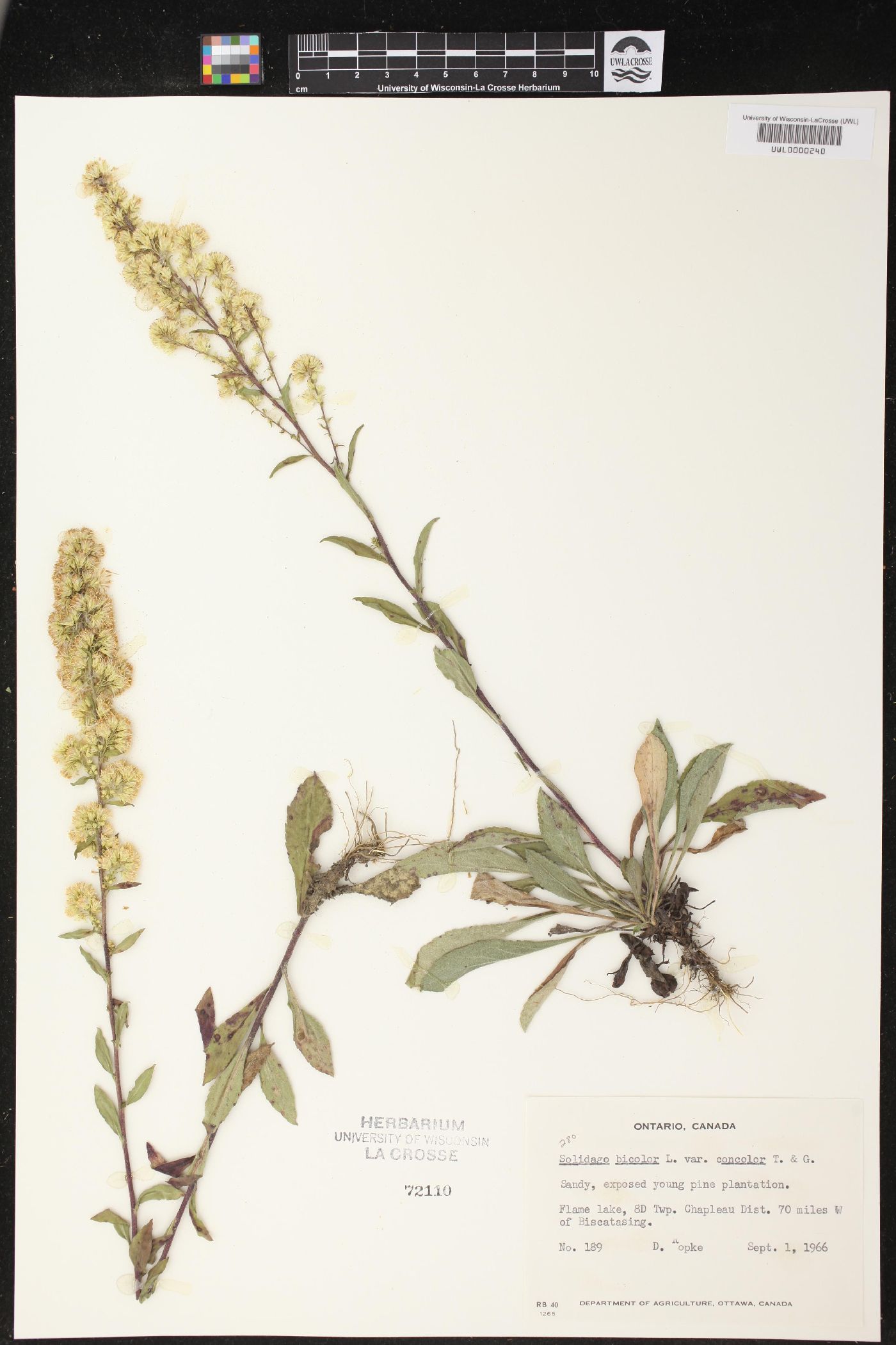 Solidago bicolor var. concolor image