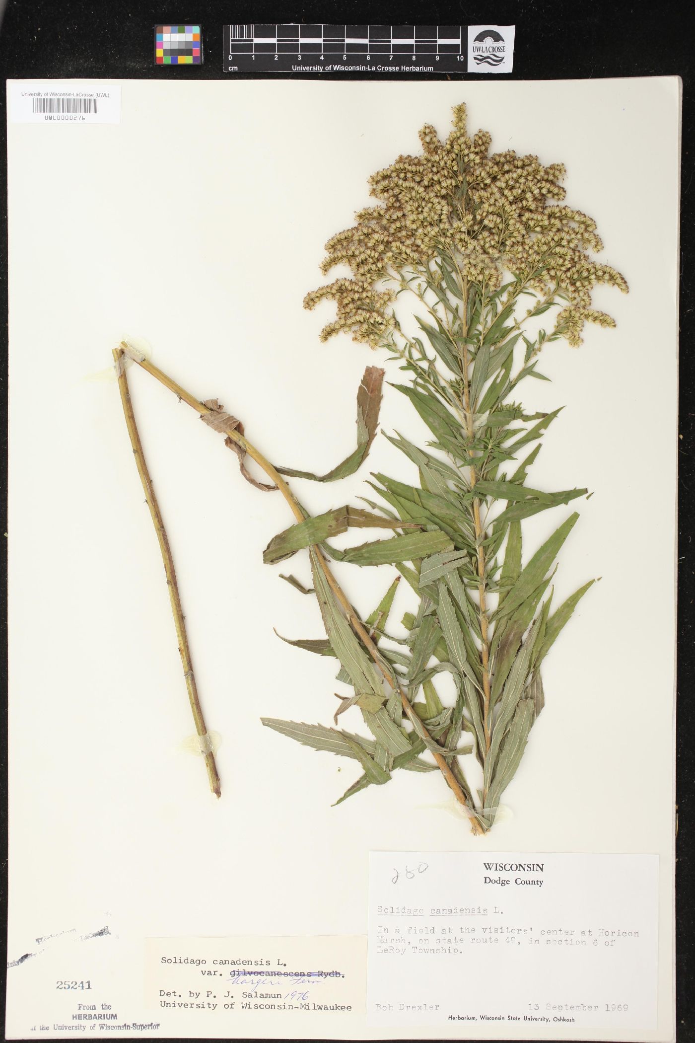 Solidago canadensis var. hargeri image