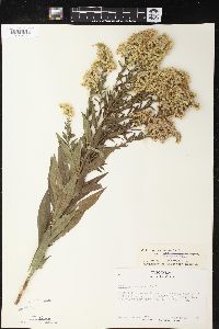 Solidago canadensis var. hargeri image