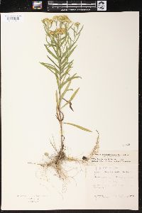 Solidago graminifolia image