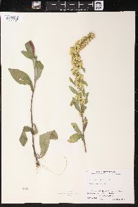 Solidago hispida image