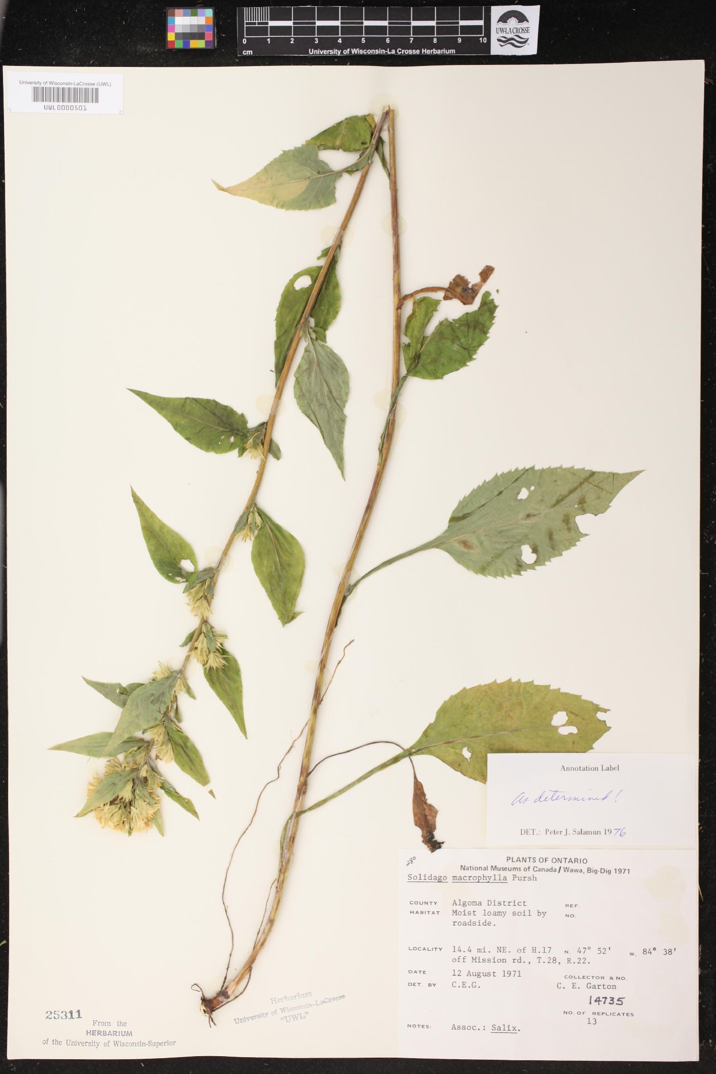 Solidago macrophylla image