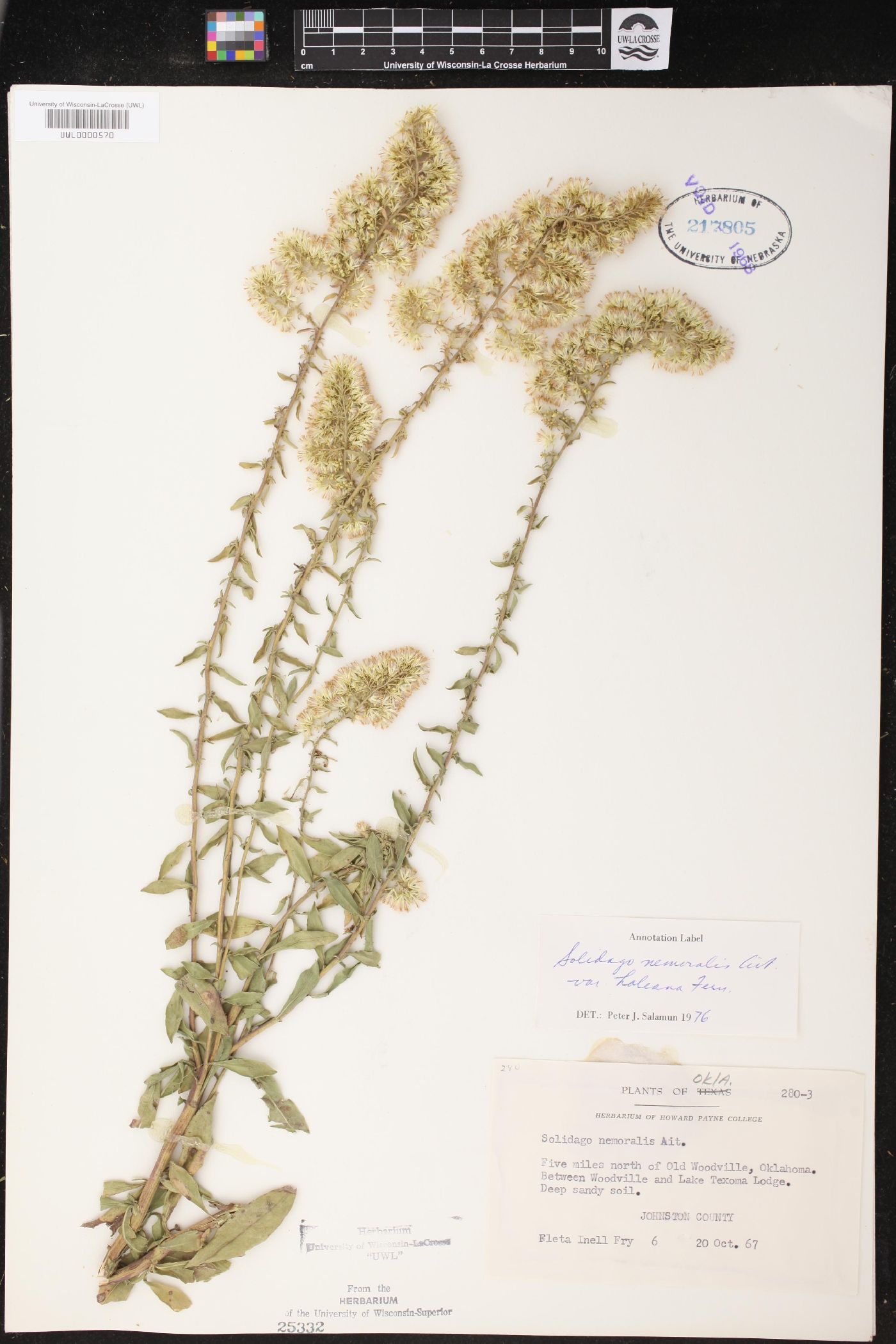 Solidago nemoralis subsp. haleana image