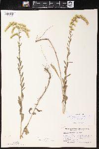 Solidago nemoralis var. nemoralis image