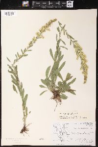 Solidago nemoralis var. nemoralis image