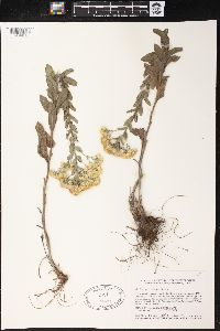 Solidago rigida image