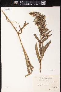 Solidago sempervirens image