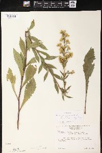 Solidago simplex image