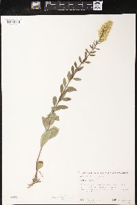 Solidago speciosa image