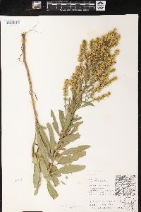 Solidago speciosa image