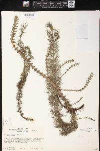 Myriophyllum heterophyllum image