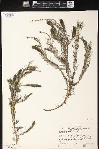 Myriophyllum sibiricum image