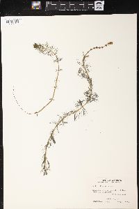 Myriophyllum spicatum image