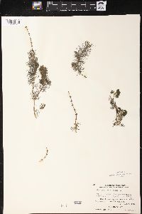 Myriophyllum spicatum image