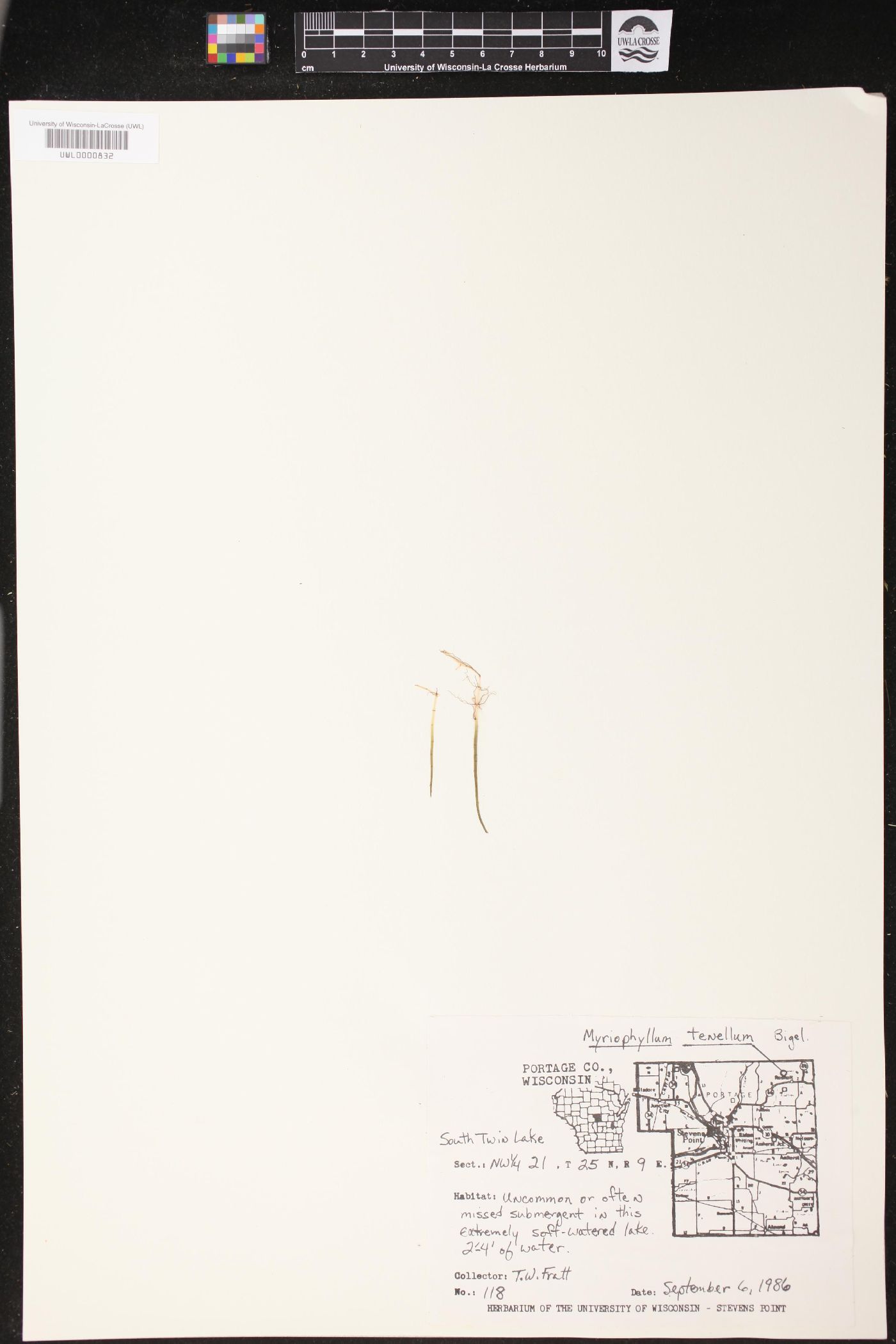 Myriophyllum tenellum image