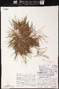 Myriophyllum tenellum image