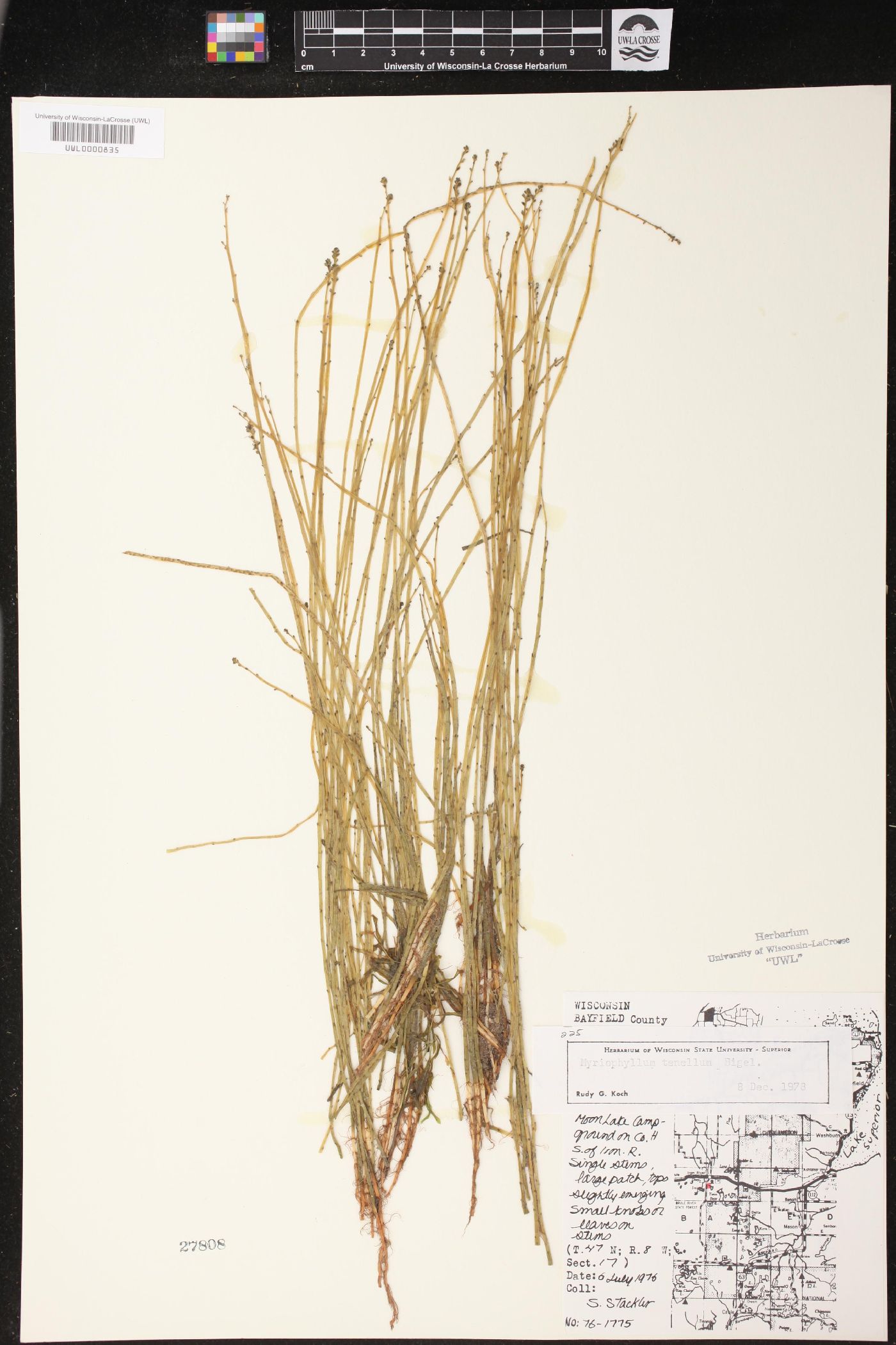 Myriophyllum tenellum image