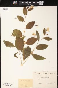 Impatiens pallida image