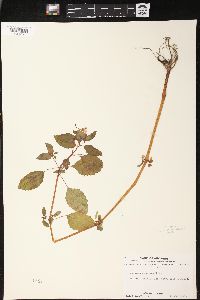 Impatiens pallida image