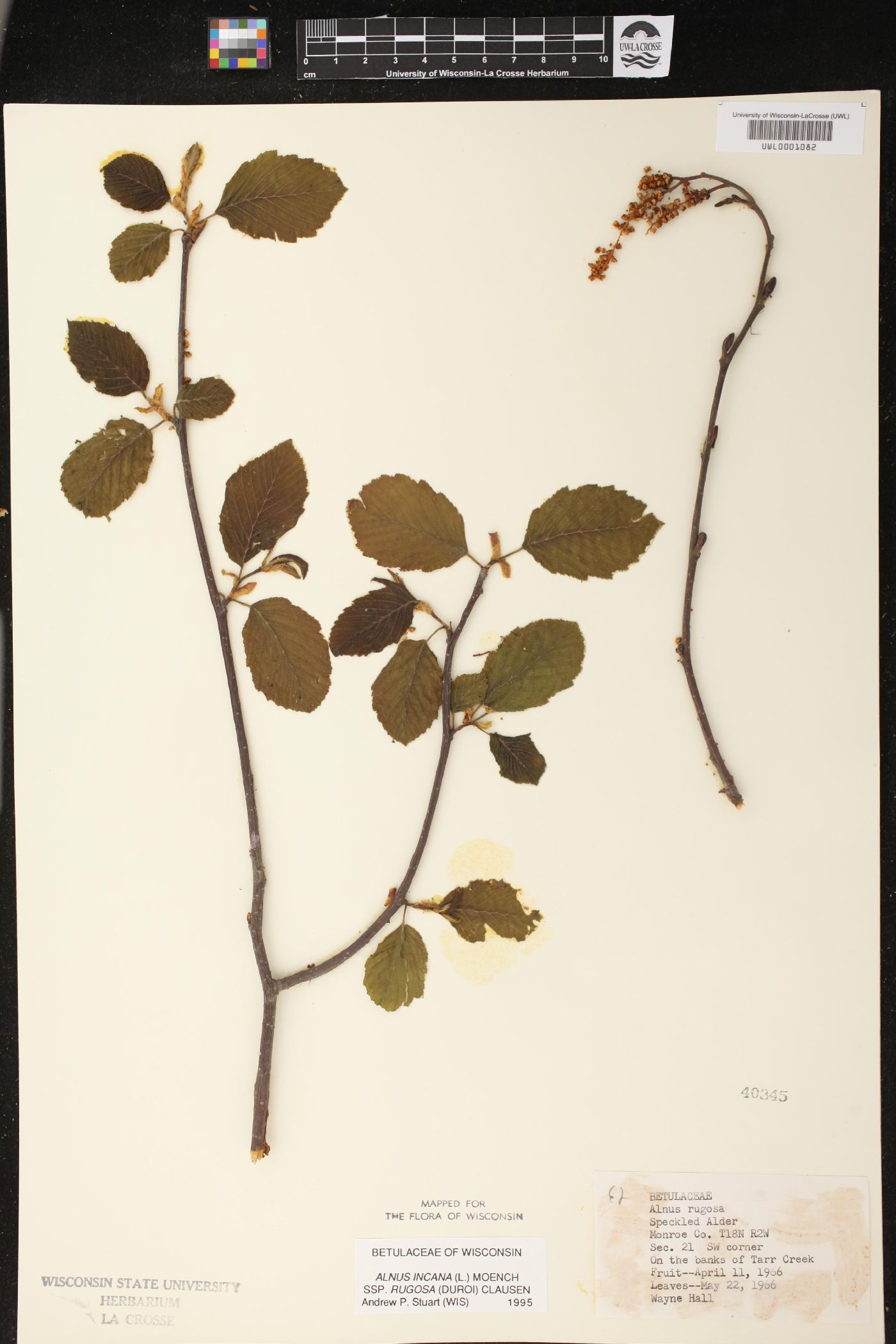 Alnus incana subsp. rugosa image