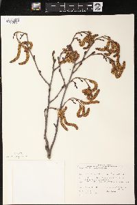 Alnus incana subsp. rugosa image