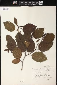 Alnus incana subsp. rugosa image