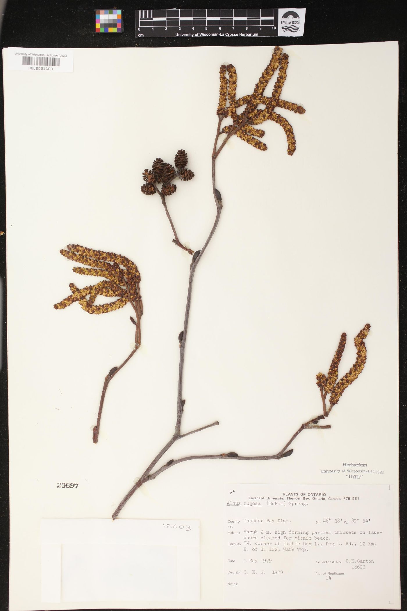 Alnus rugosa image