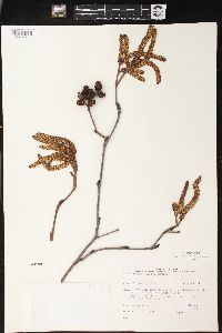 Alnus rugosa image