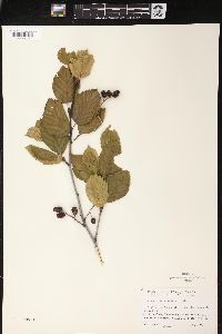 Alnus crispa image