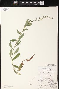 Myosotis scorpioides image