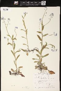 Myosotis scorpioides image